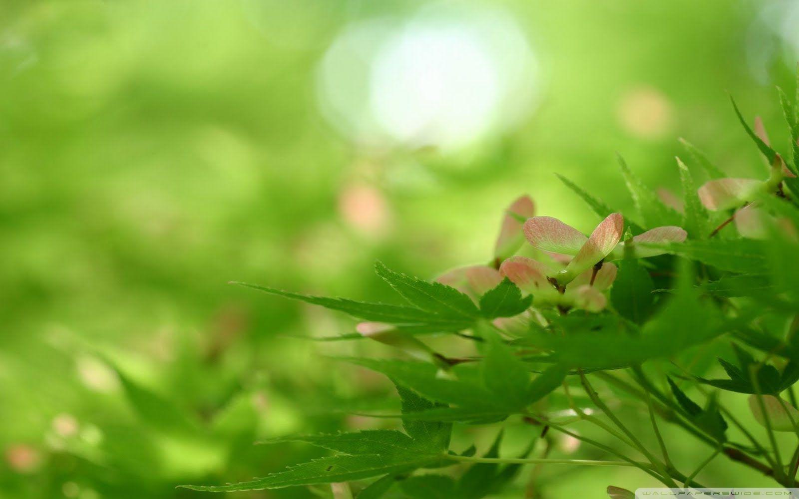 Best HD Nature Wallpaper Ever HD Image 3 HD Wallpaper. Eakai