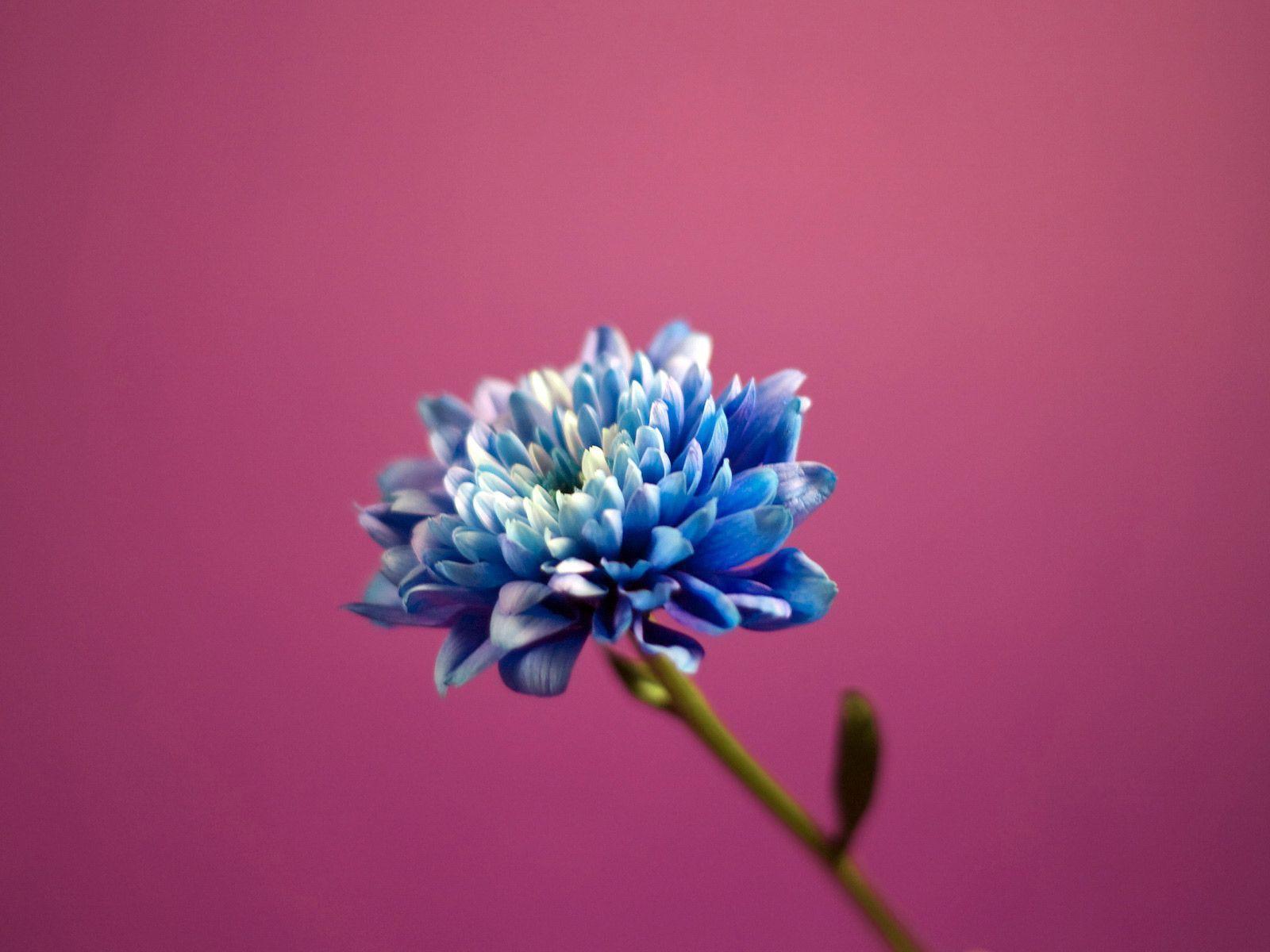 Desktop Wallpaper · Gallery · Computers · Blue Dahlia Flower