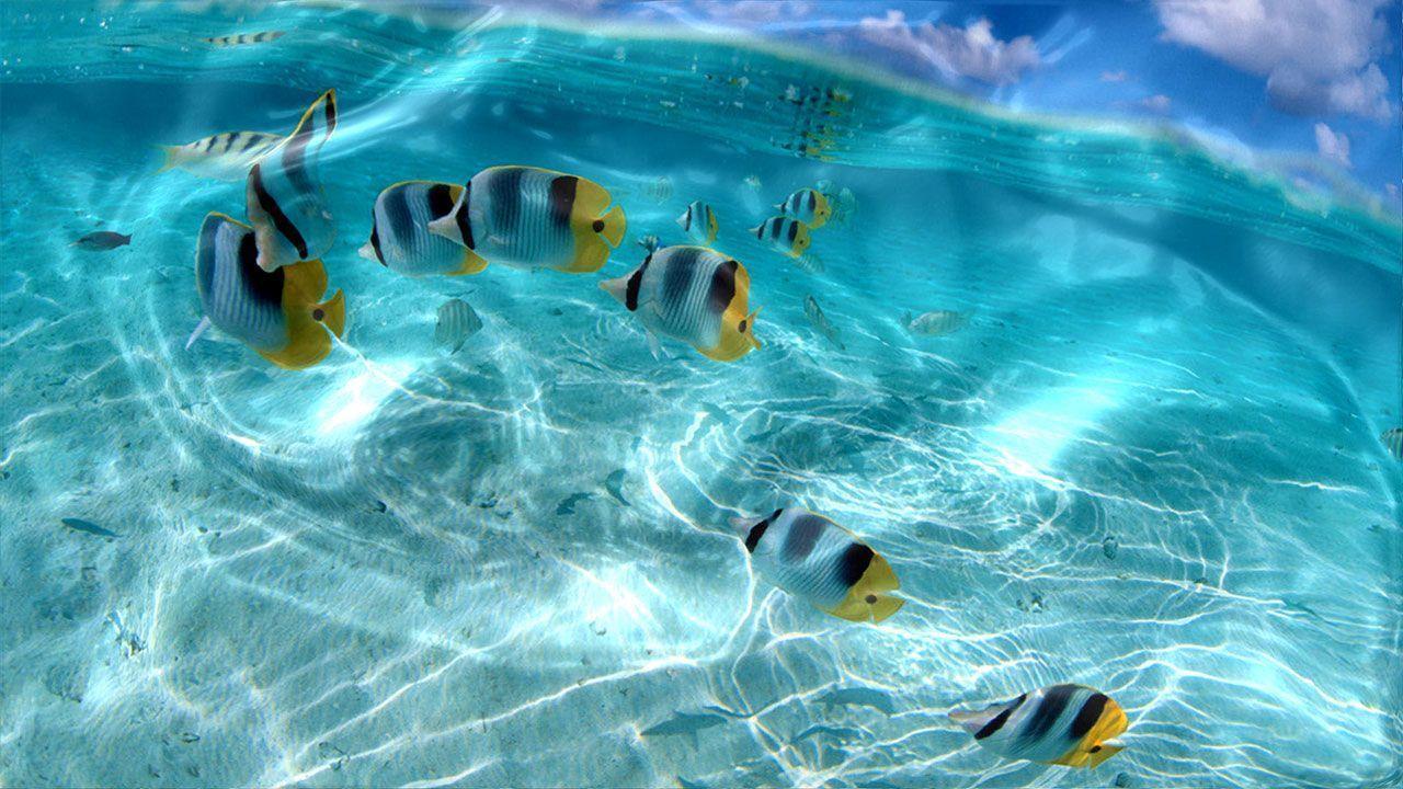 Cool Live Wallpaper for Pc Free 1280x720PX Free Live Wallpaper