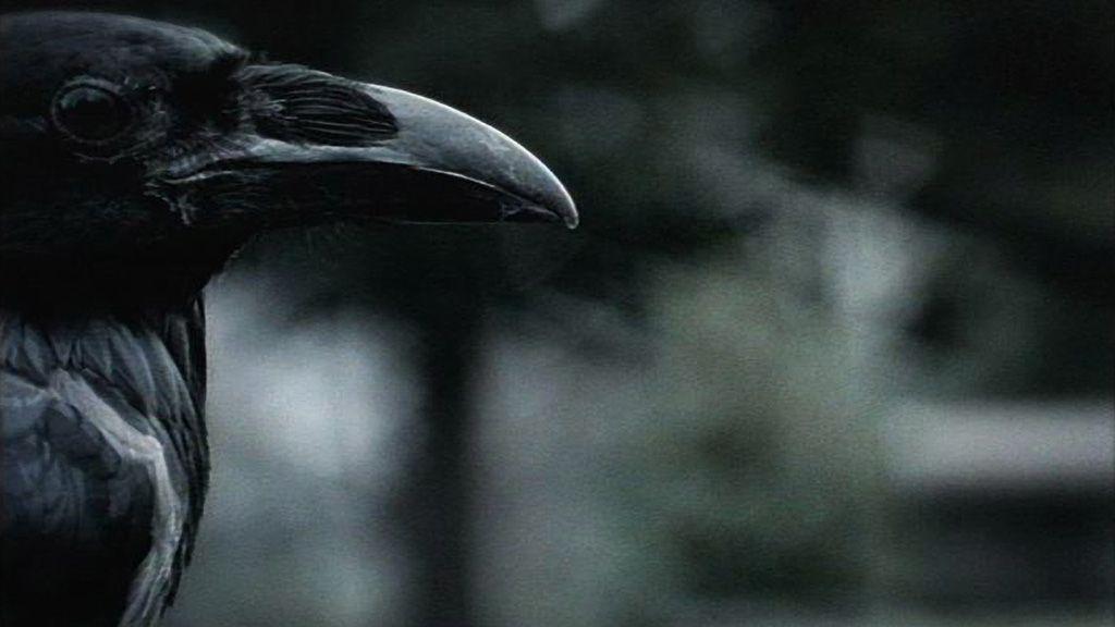 The Crow from Six Feet Under