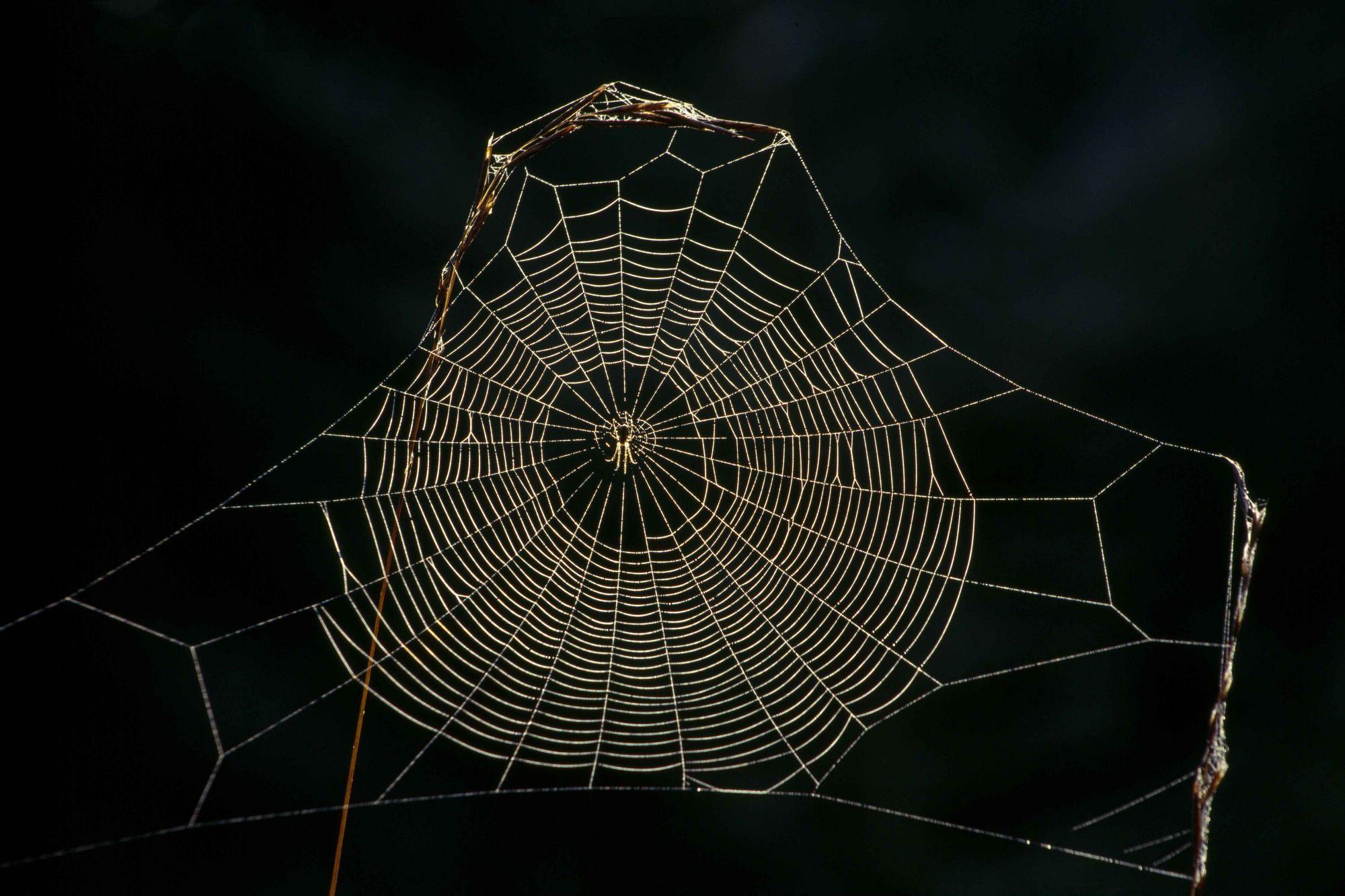 Delicate Spider Web Wallpaper