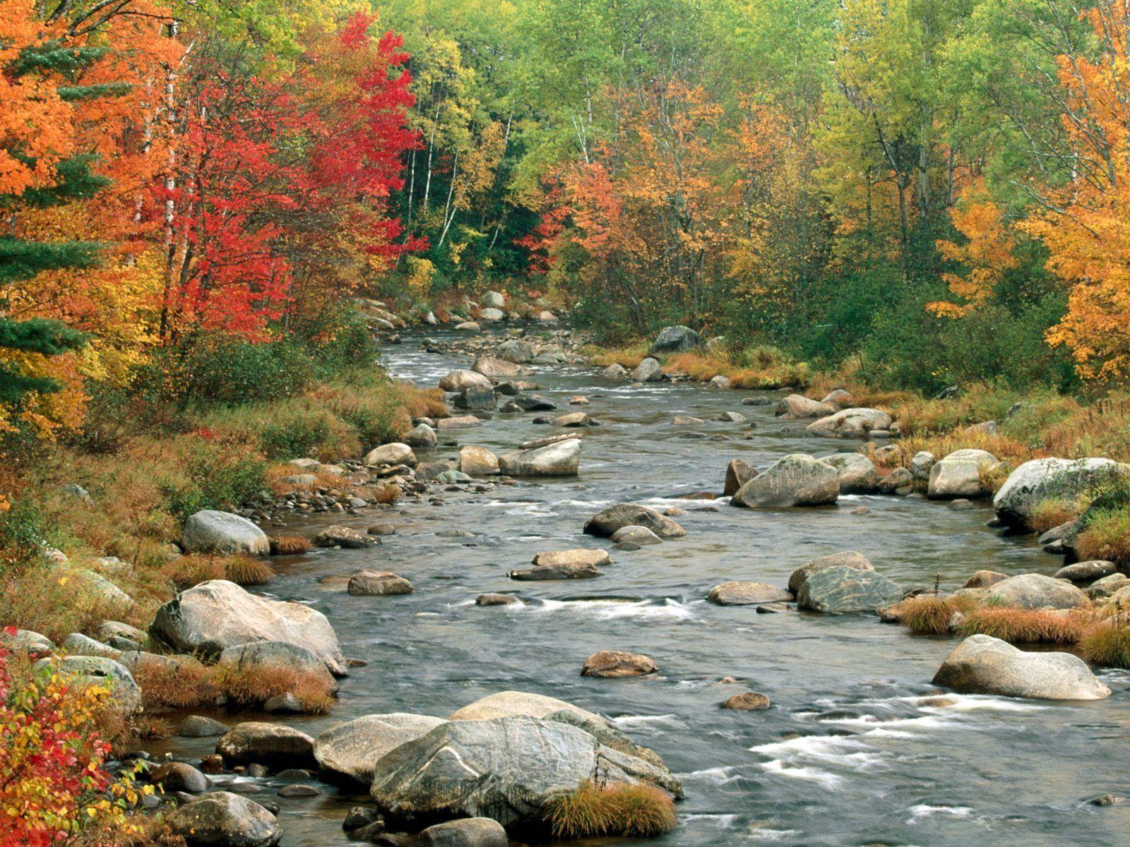 Download Autumn River Trees Free Wallpaper. Full HD Wallpaper
