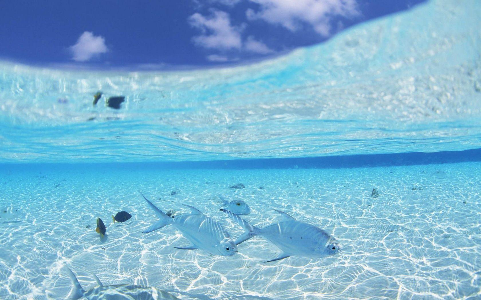 Download Fish Maldives Beach HD Wallpaper. Full HD Wallpaper