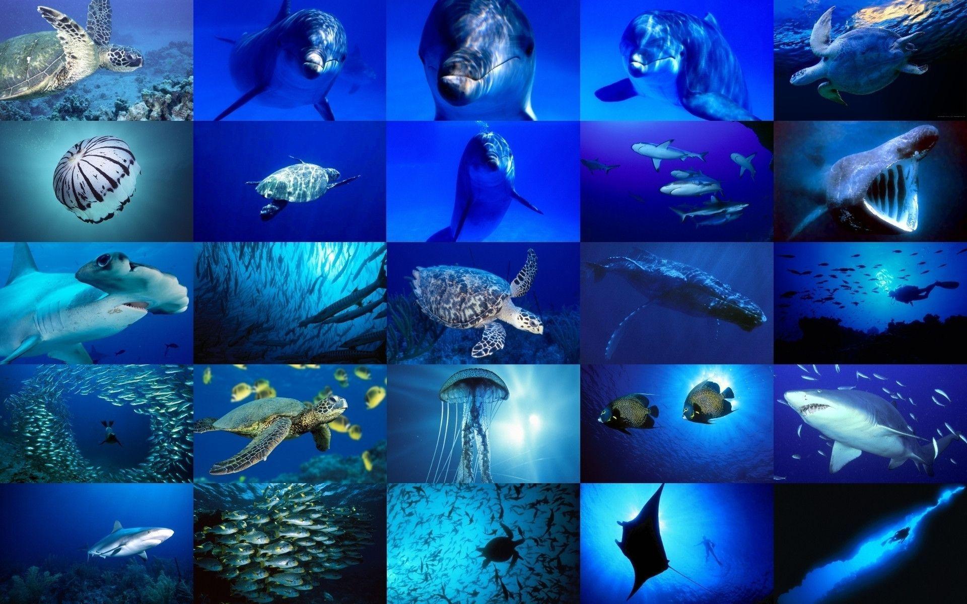 Sea Life Life Wallpaper