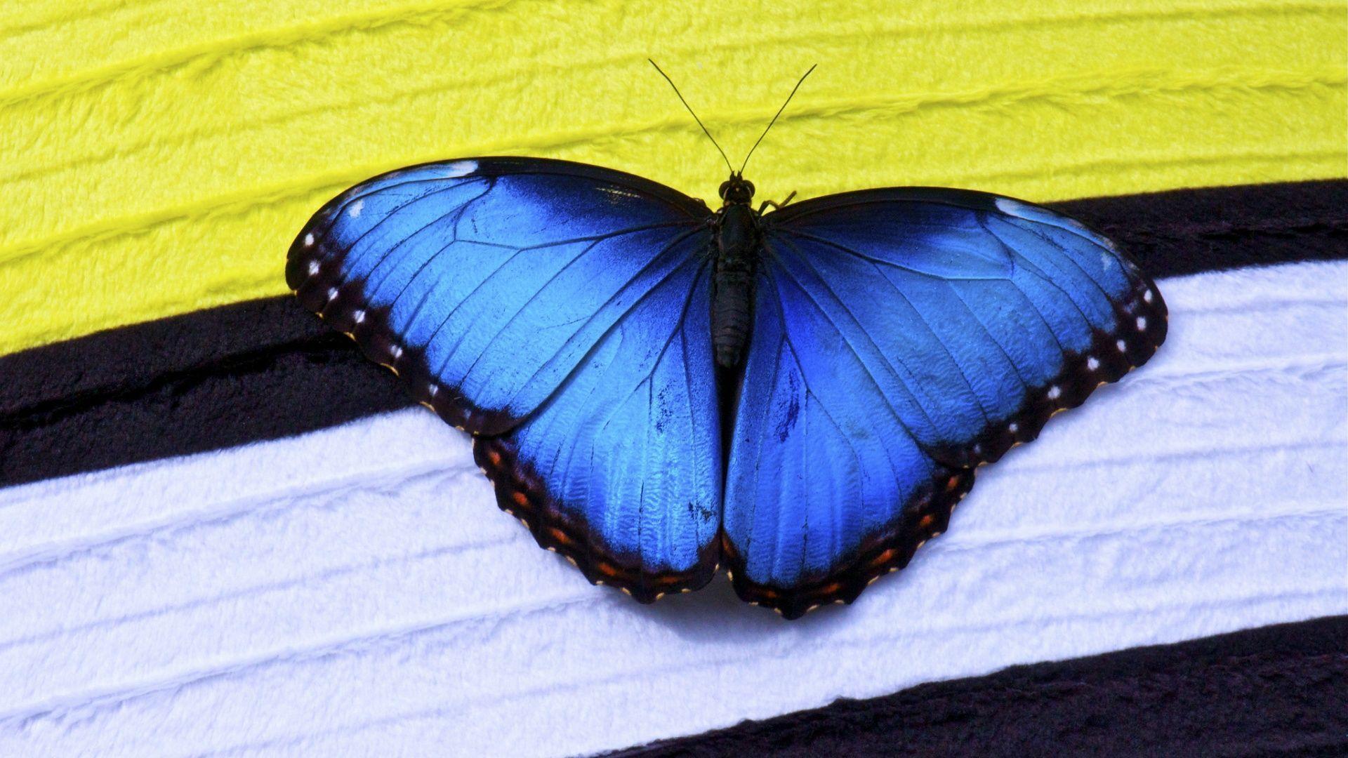 Papillon En LibertÃ© wallpaper