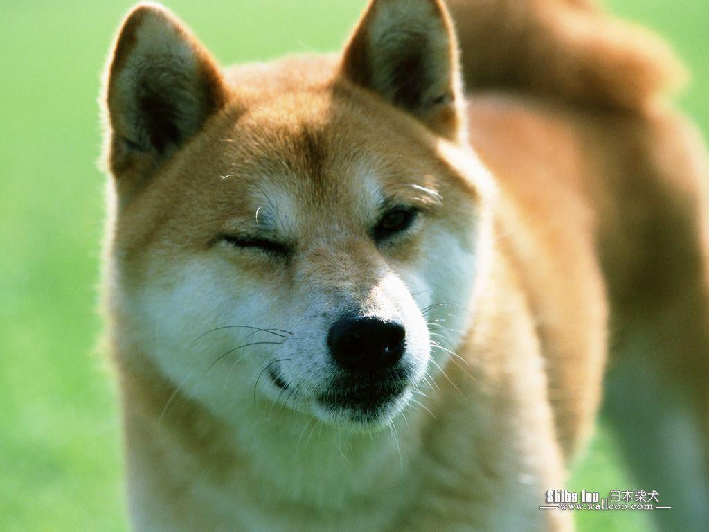 Featured image of post Black Shiba Inu Wallpaper Are you searching for shiba inu png images or vector