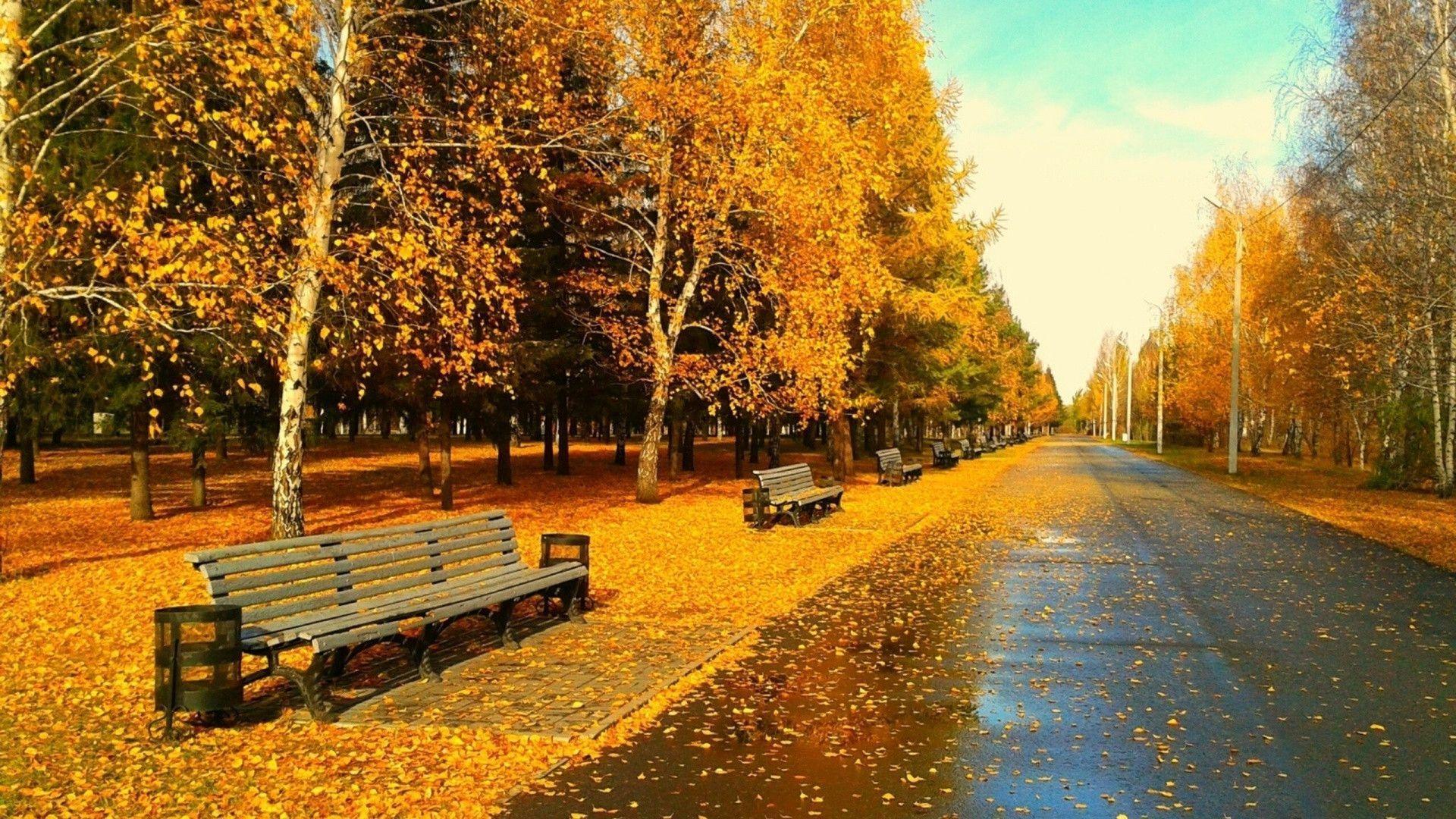 Road At Autumn Day Wallpaper, iPhone Wallpaper, Facebook Cover