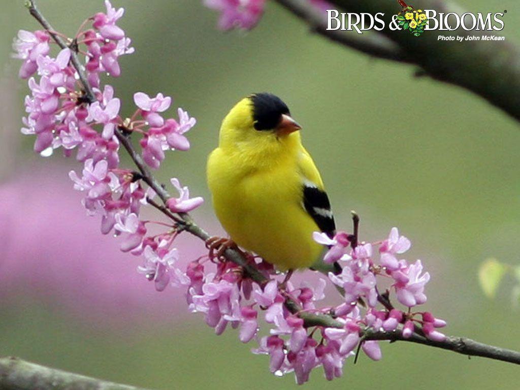 Birds and Blooms and Fauna Wallpaper