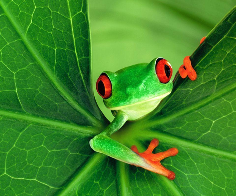 frog wallpaper
