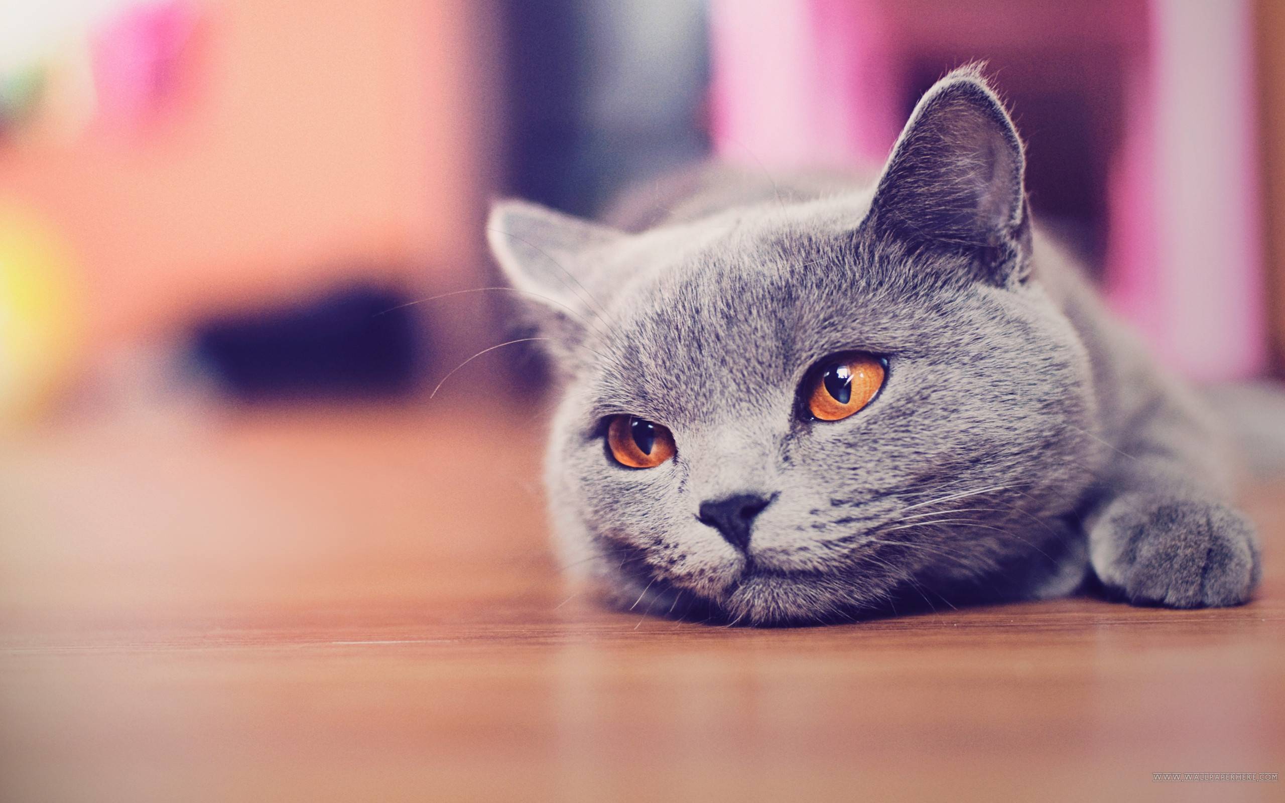 Cute Cat Desktop Wallpaper, Cute Wallpaper