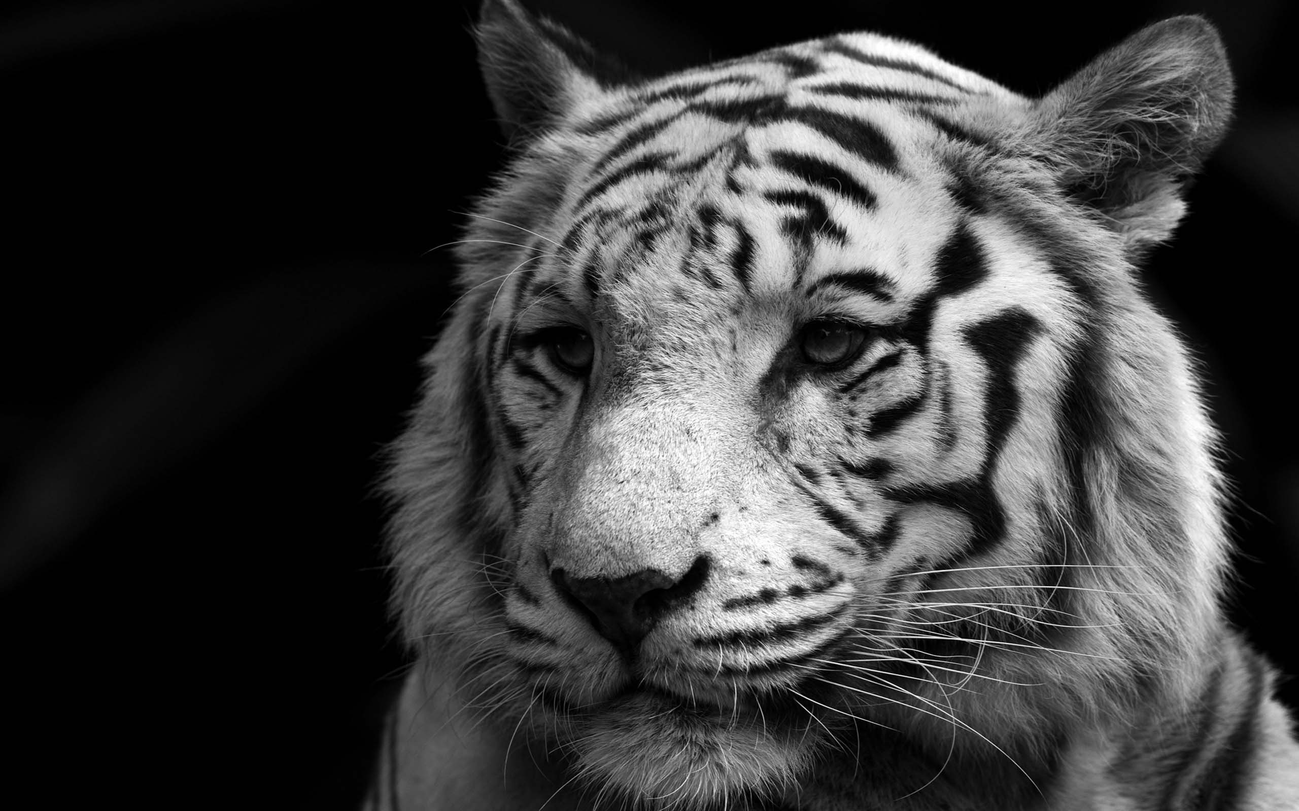 Desktop cool white tiger pics