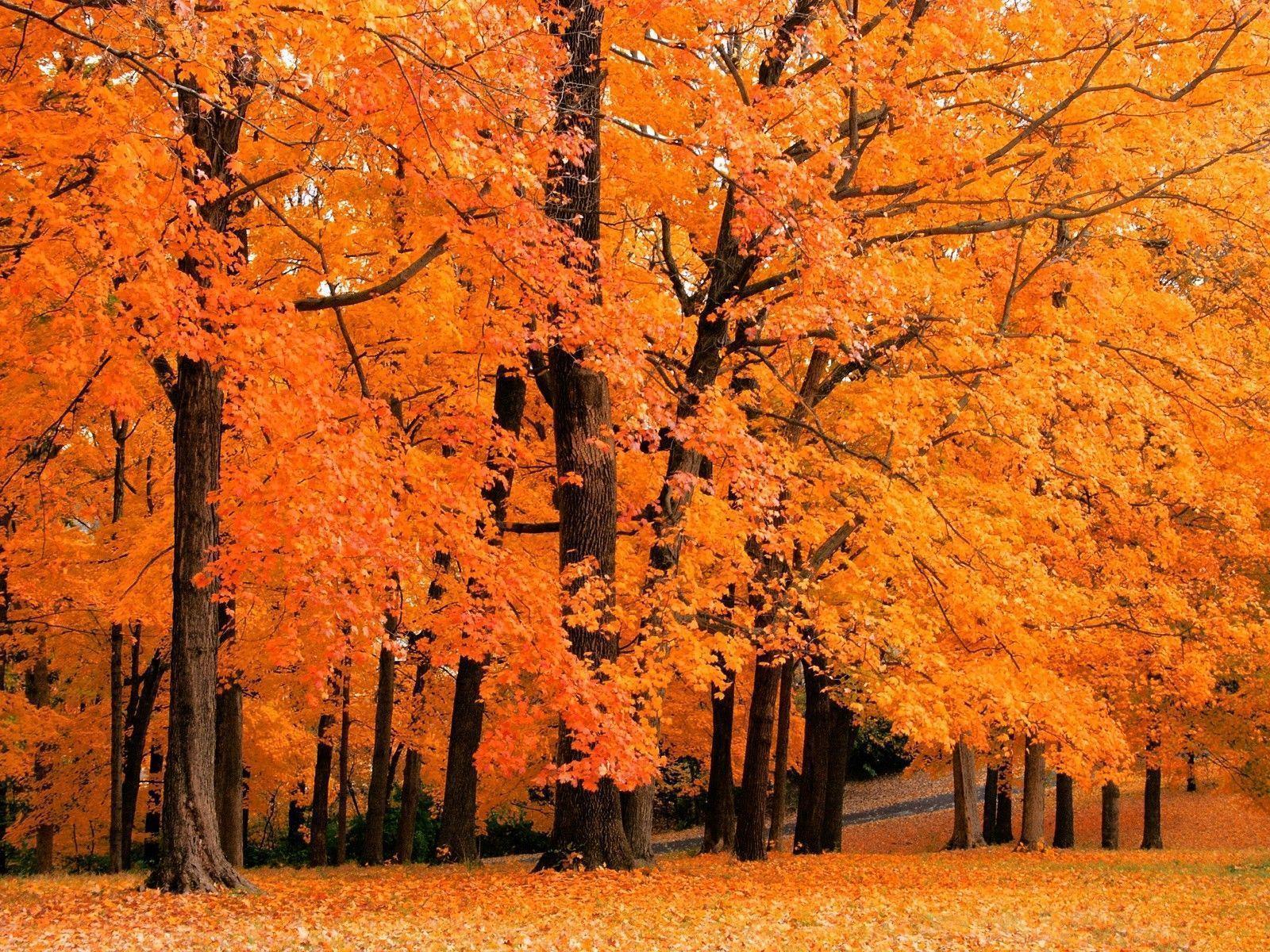 Fall Trees Backgrounds - Wallpaper Cave