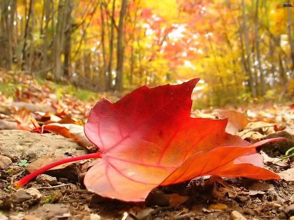free fall wallpaper for desktop autumn leaves