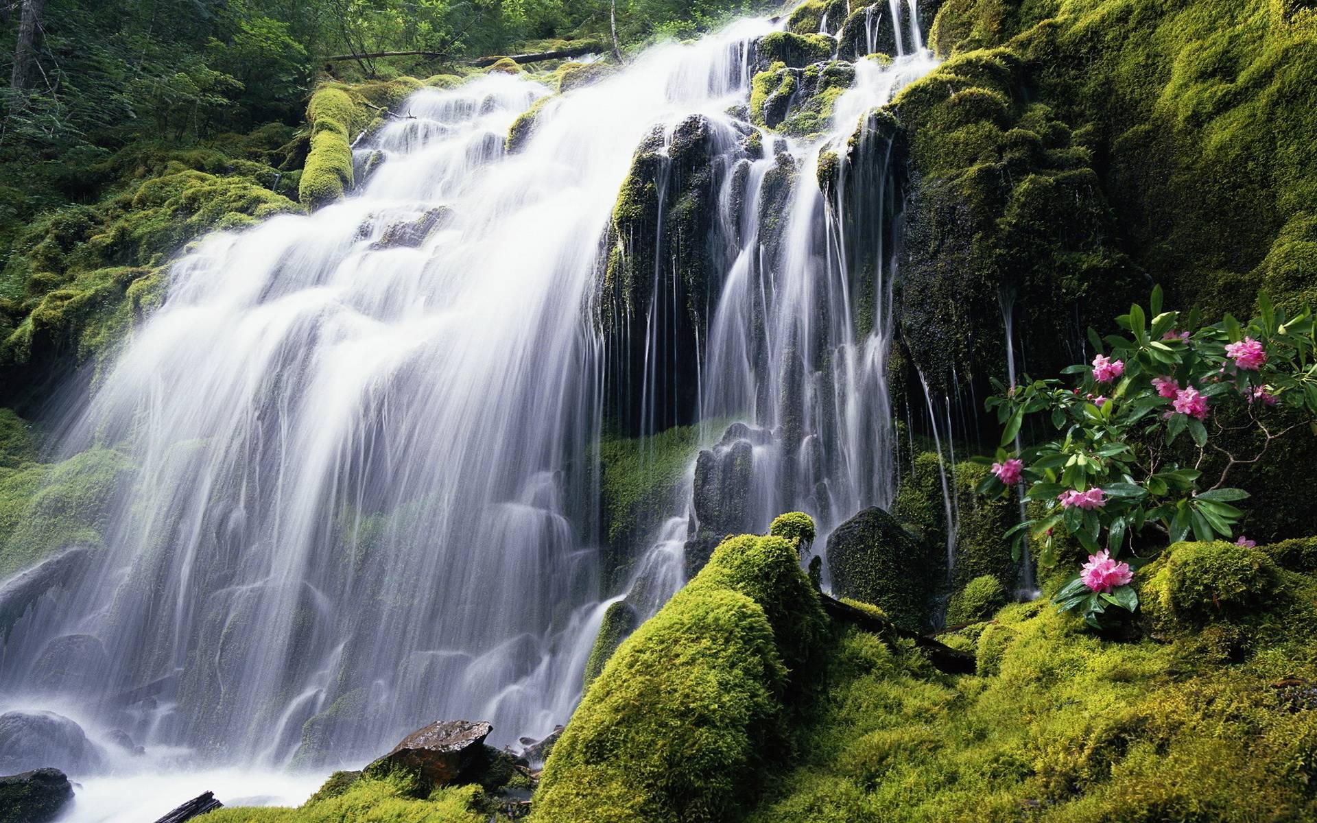 Beautiful forest waterfall wallpaper and image