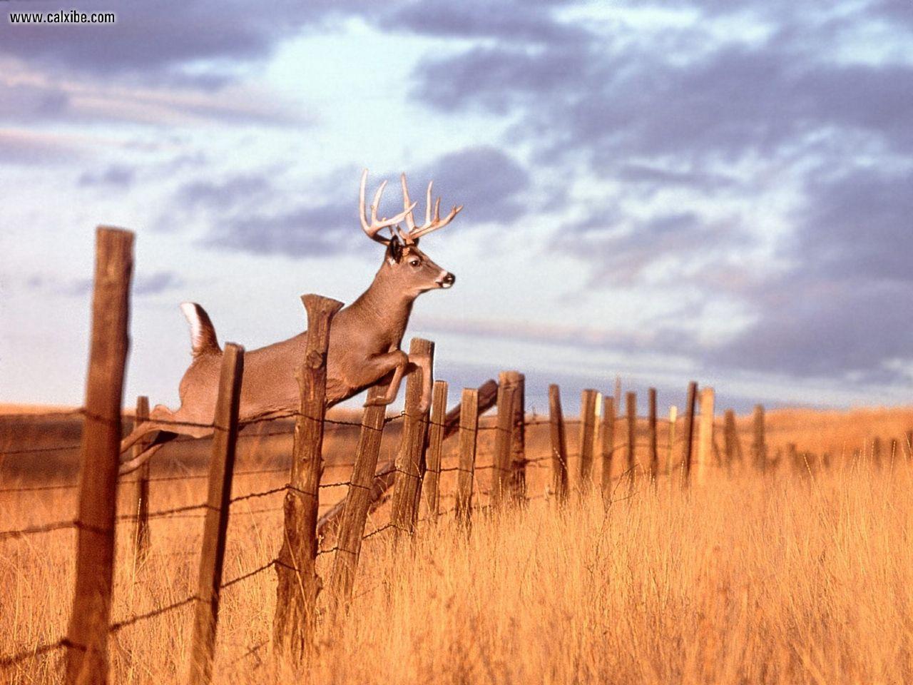 Wallpaper For > Whitetail Deer Hunting Wallpaper