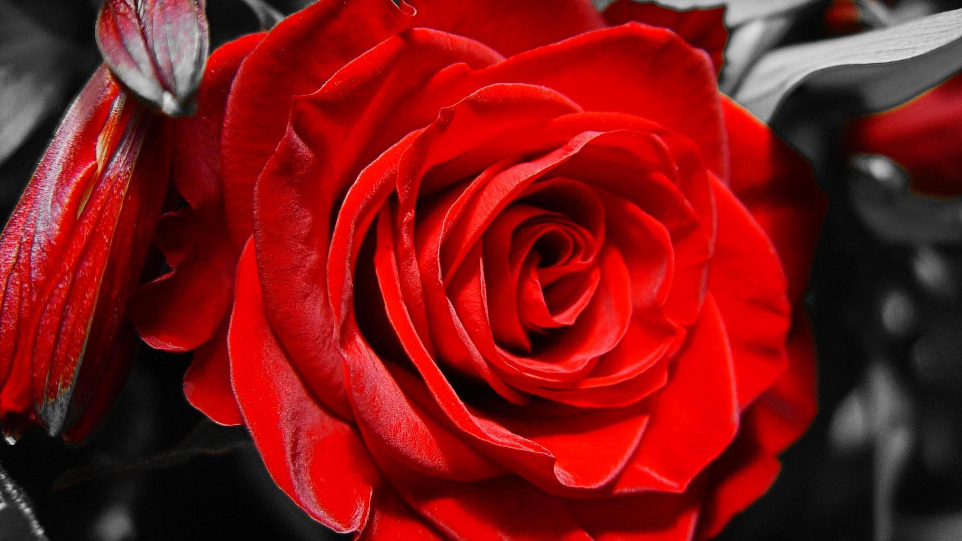 Red rose on black and white background on March 8 wallpaper