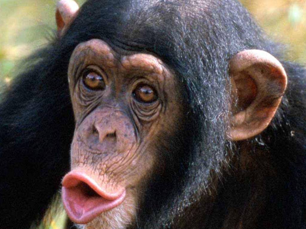 Wallpaper Chimpanzee. Black Wallpaper For Desktop