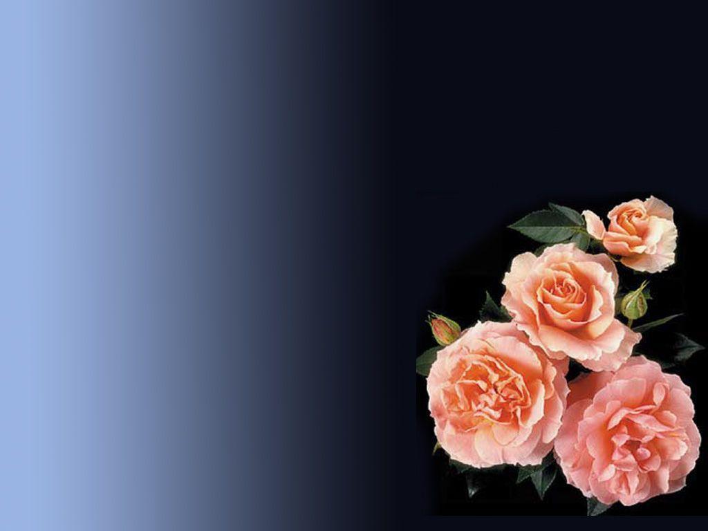 Free Pink Roses Background For PowerPoint PPT