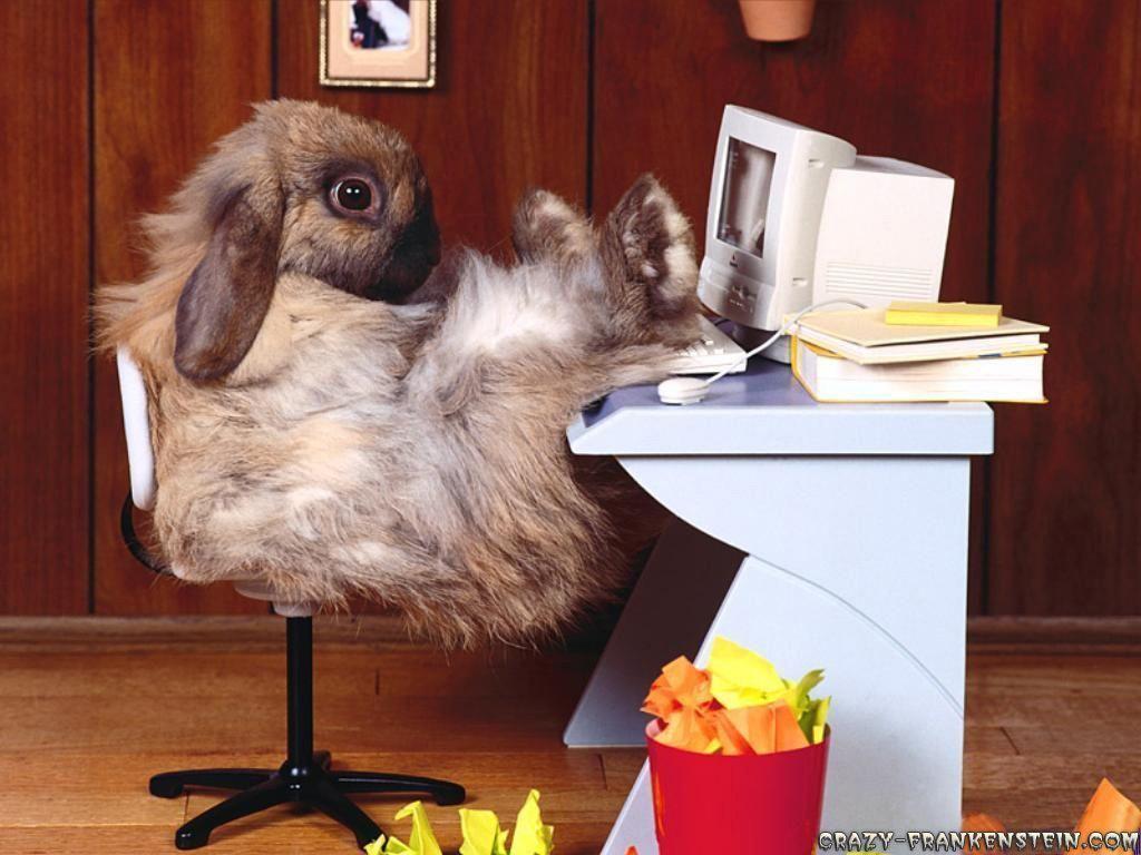 Free wallpaper Funny rabbit desktop wallpaper