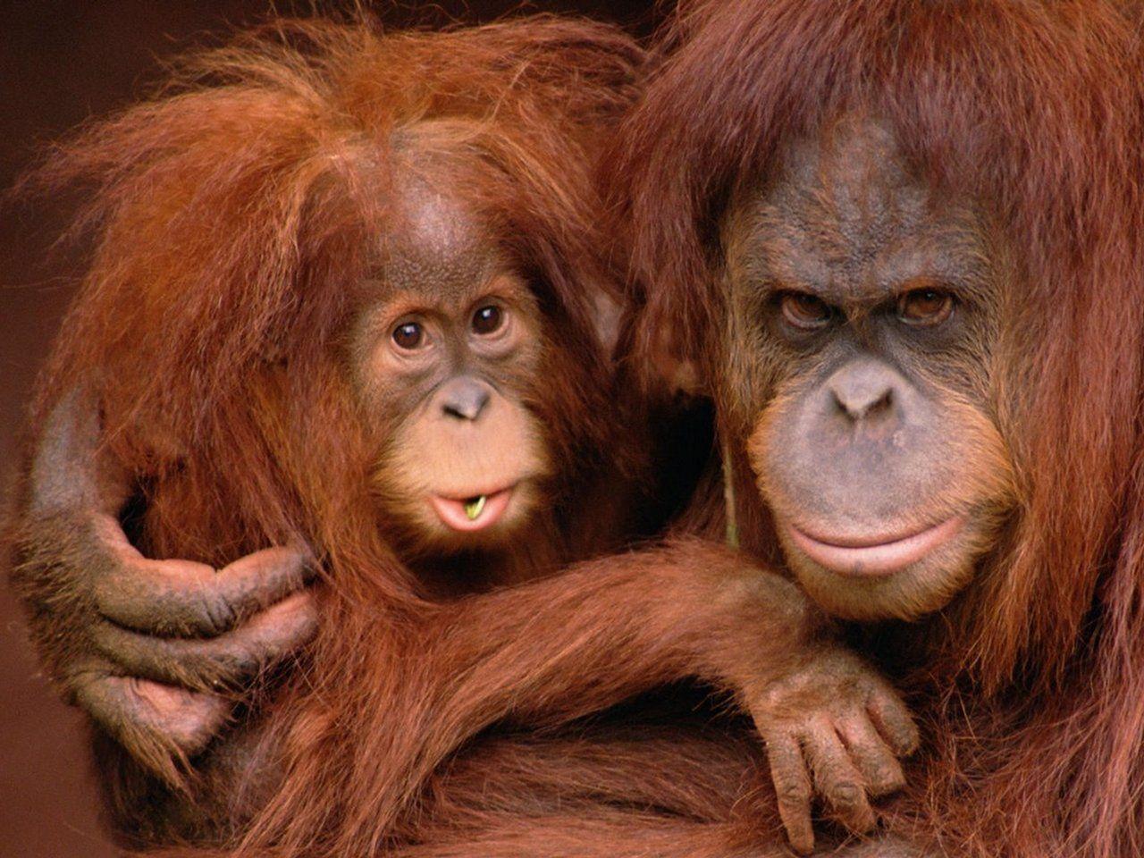 Orangutan Wallpaper Download. Animals Wallpaper Gallery. PC