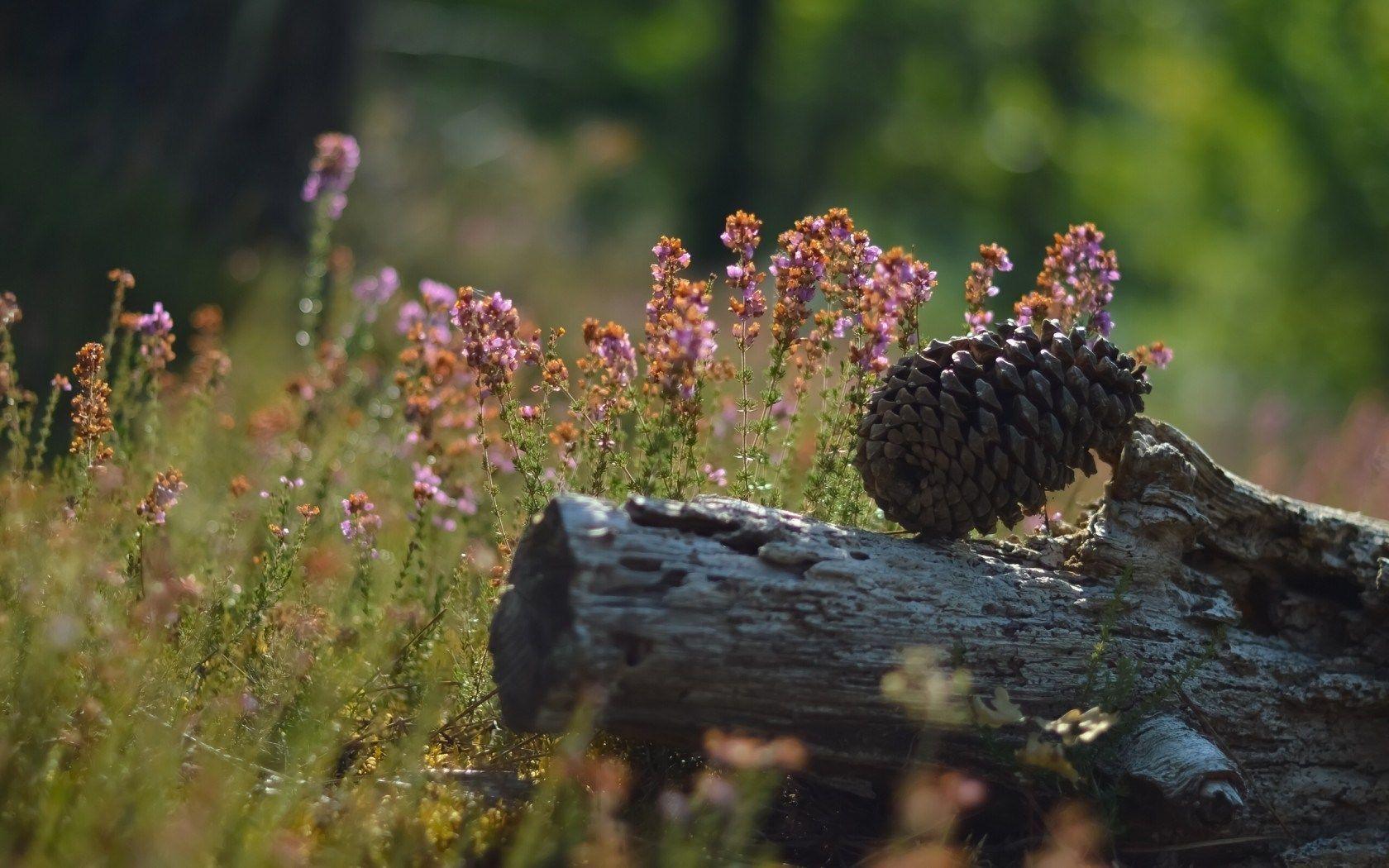 Pine Cone Flowers Nature HD Wallpaper