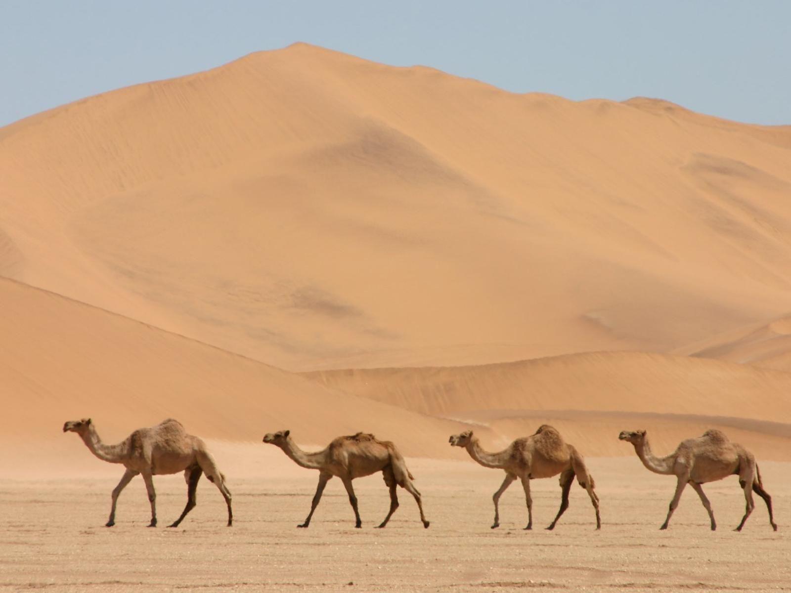 Camel Camel (id: 163756)