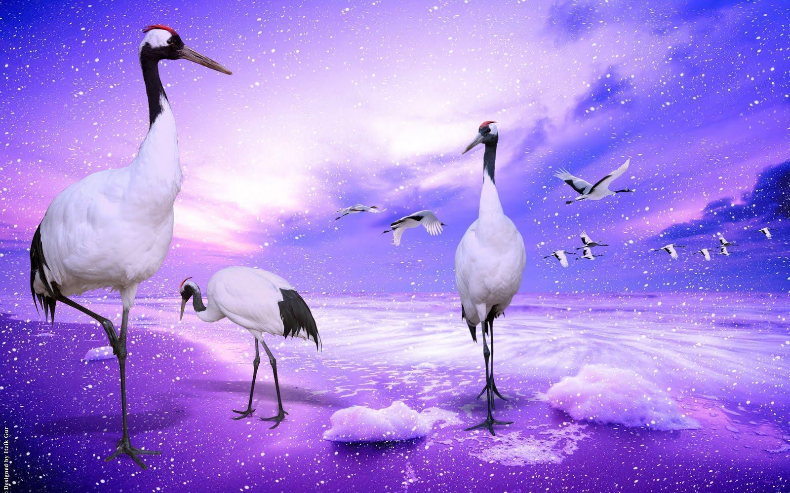 Cranes Wallpaper nice desktop laptop hdtv HD Wallpaper & Backgr