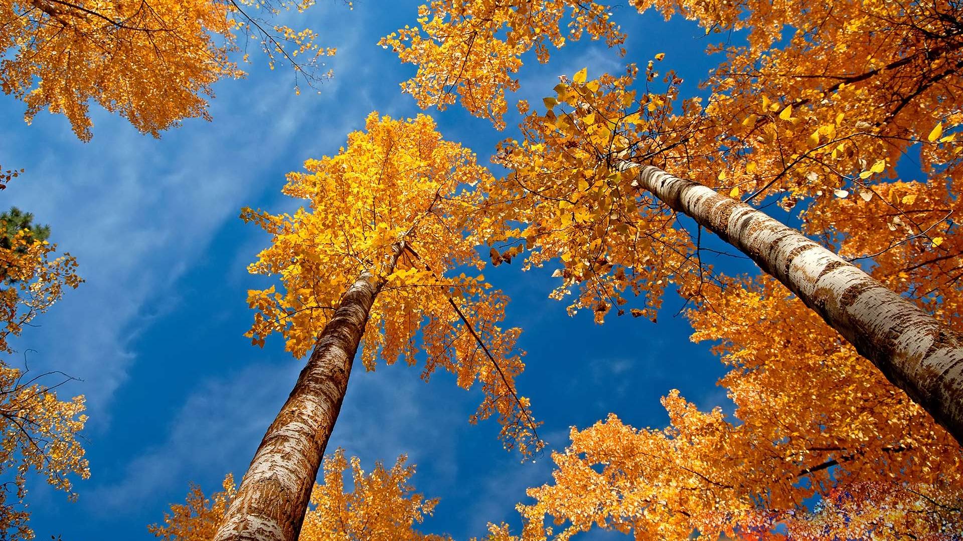 November Fall Background