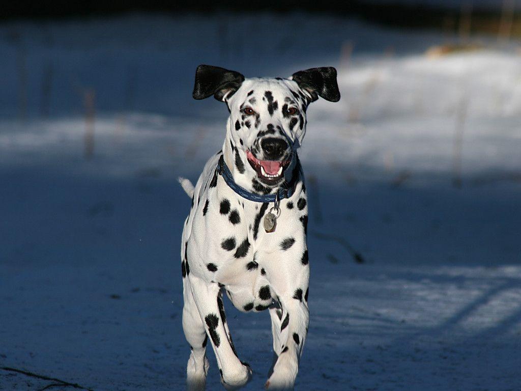 Dalmatian Wallpapers - Wallpaper Cave