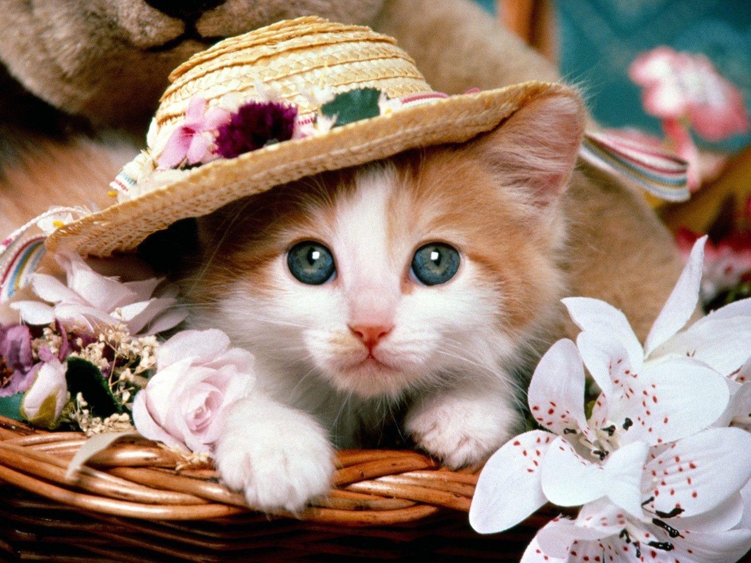 Wallpaper For > Cute Cat Background Desktop