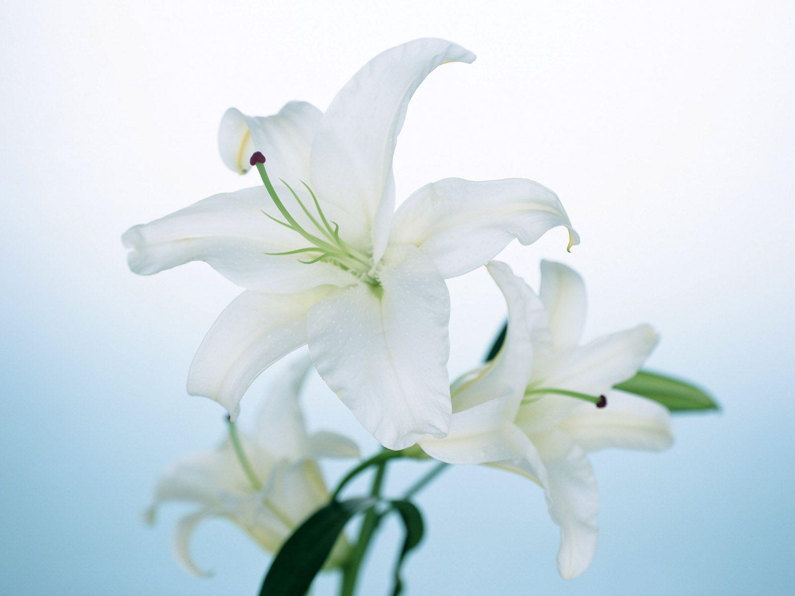 White Lily flowers wallpaper › Findorget.com