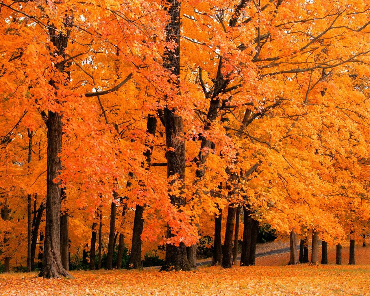 Autumn Leaves Trees Picture 5 HD Wallpaper. Natureimgz