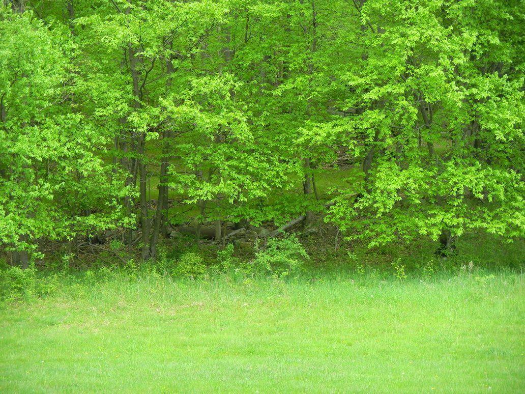 Green Woods Background