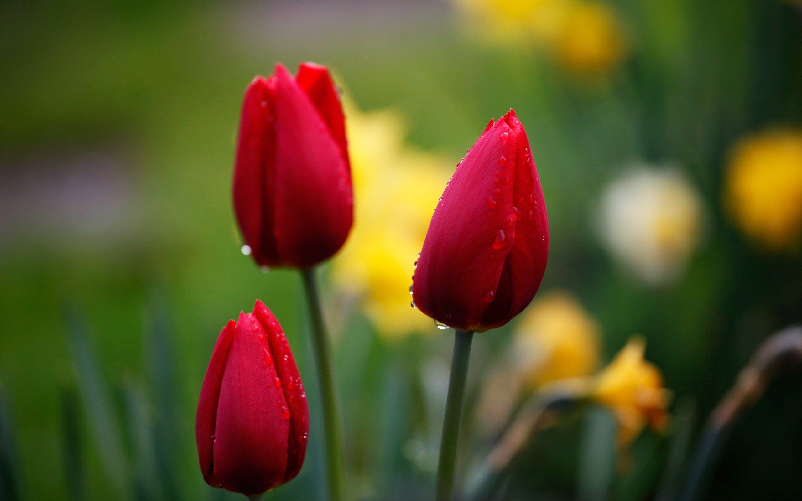 Tulips Red Drops Focus Nature Flowers Macro HD Wallpaper