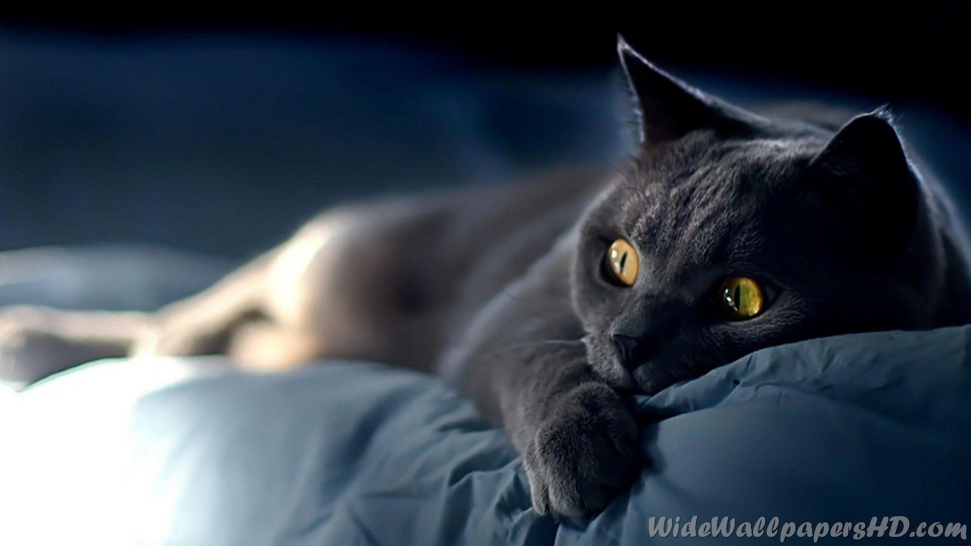 National Cat Day 1920x1080 Cool Cat HD Wallpapers and feline photos