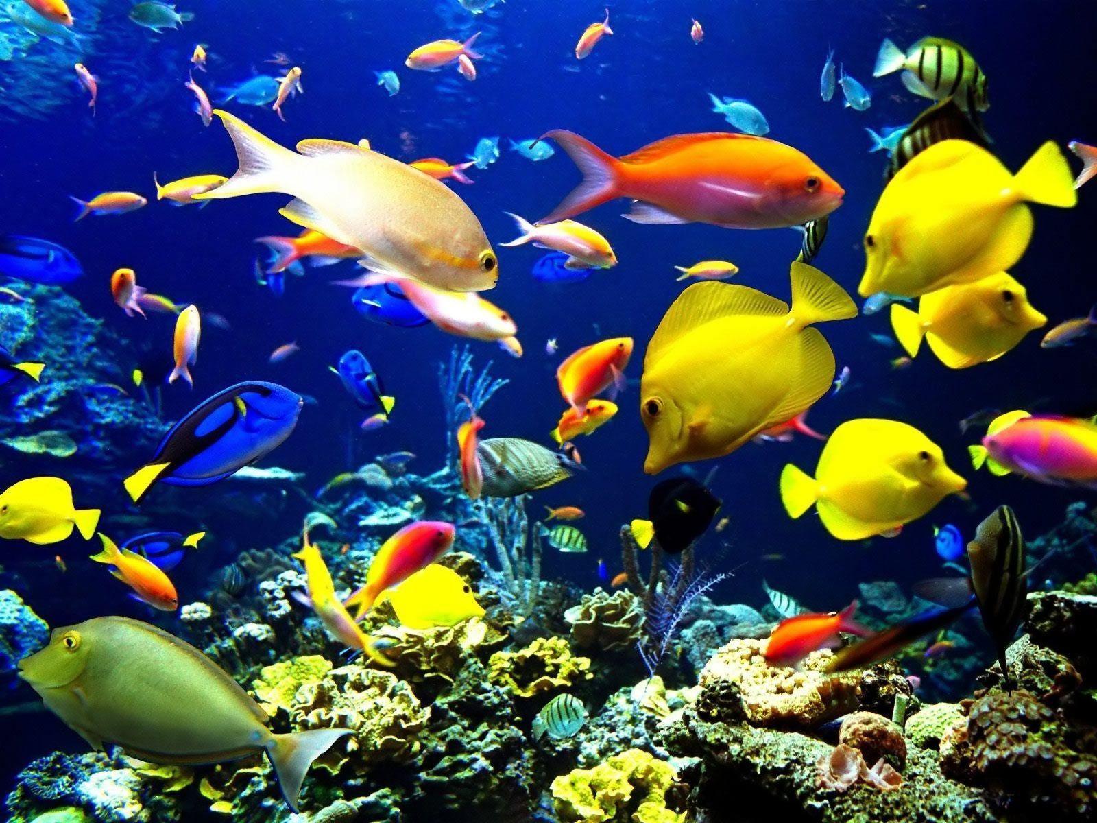 Coral reef life Fish wallpaper