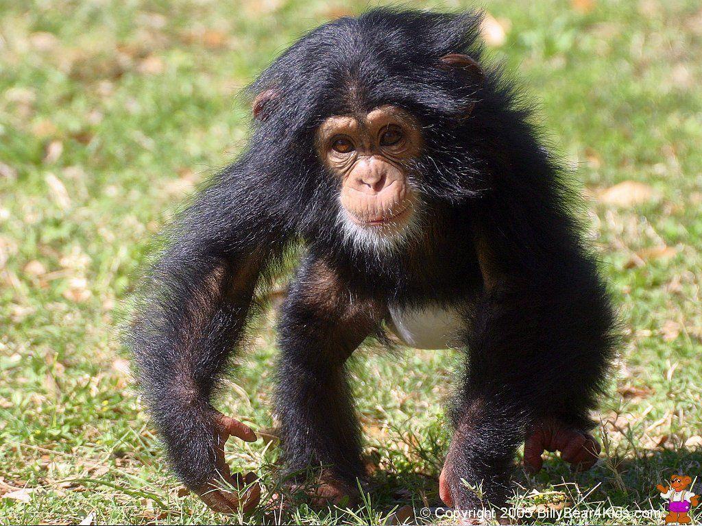 Chimpanzee Desktop Wallpaper