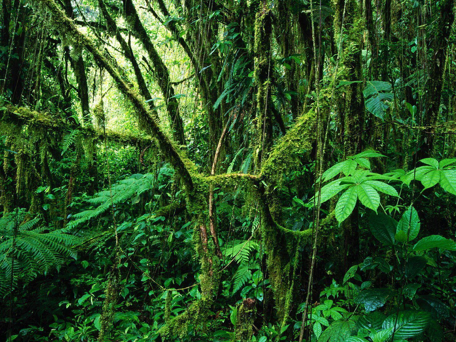 rainforest background
