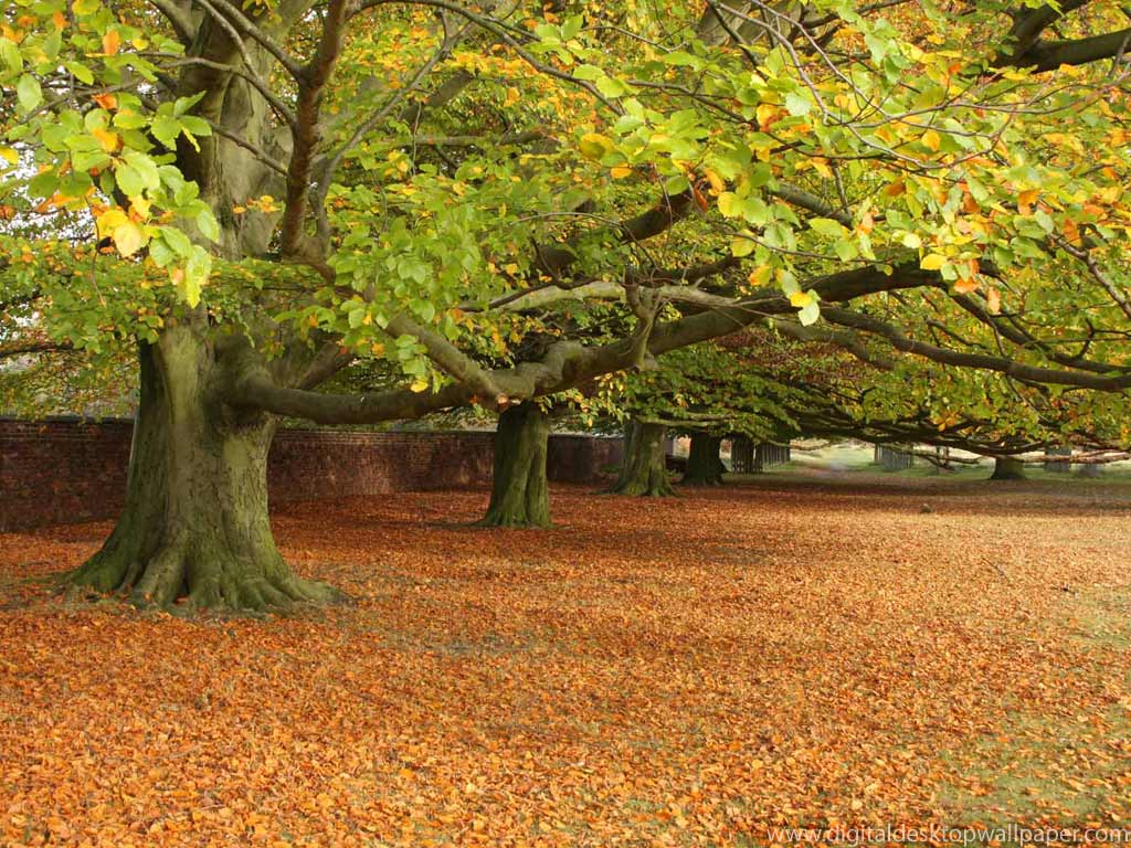 Colourful Autumnal Trees Nature Desktop Wallpaper