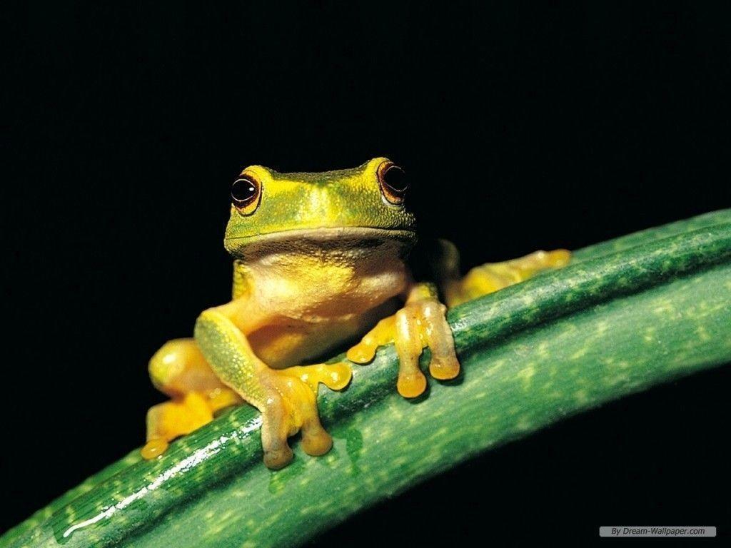 Frog Wallpaper!