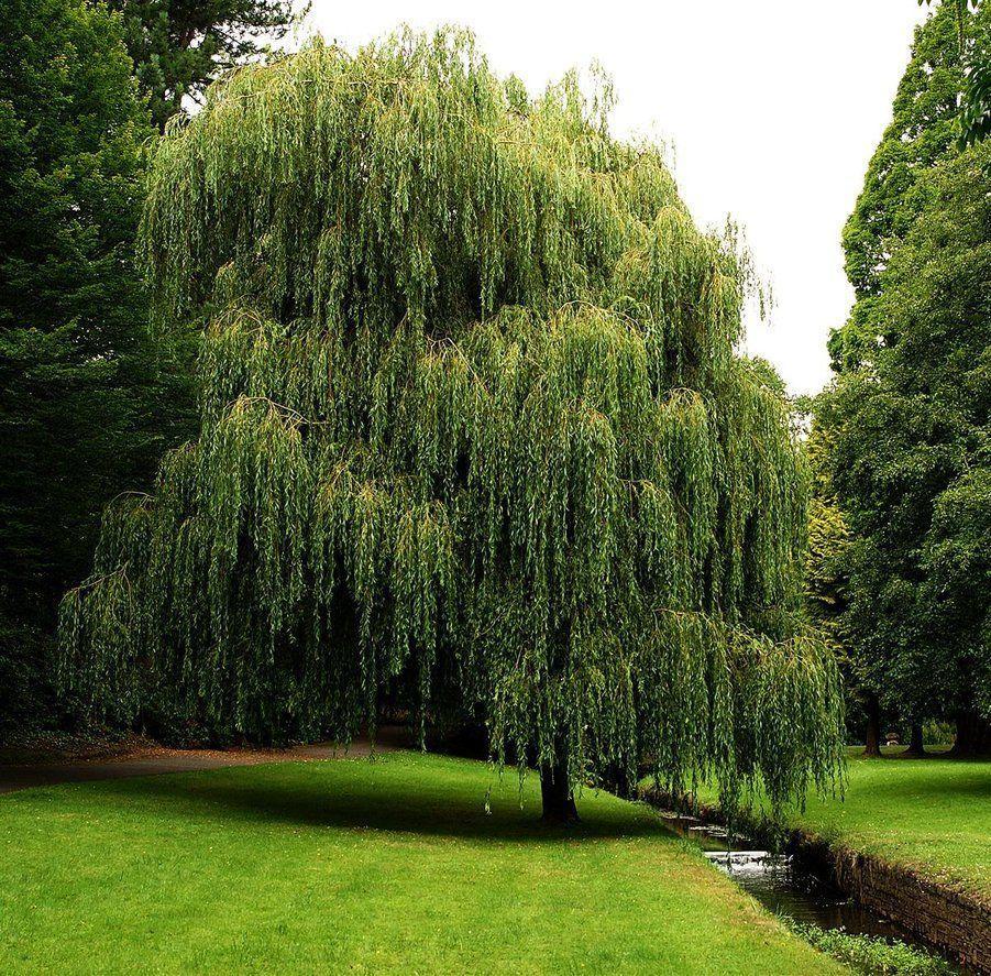 weeping willow 3
