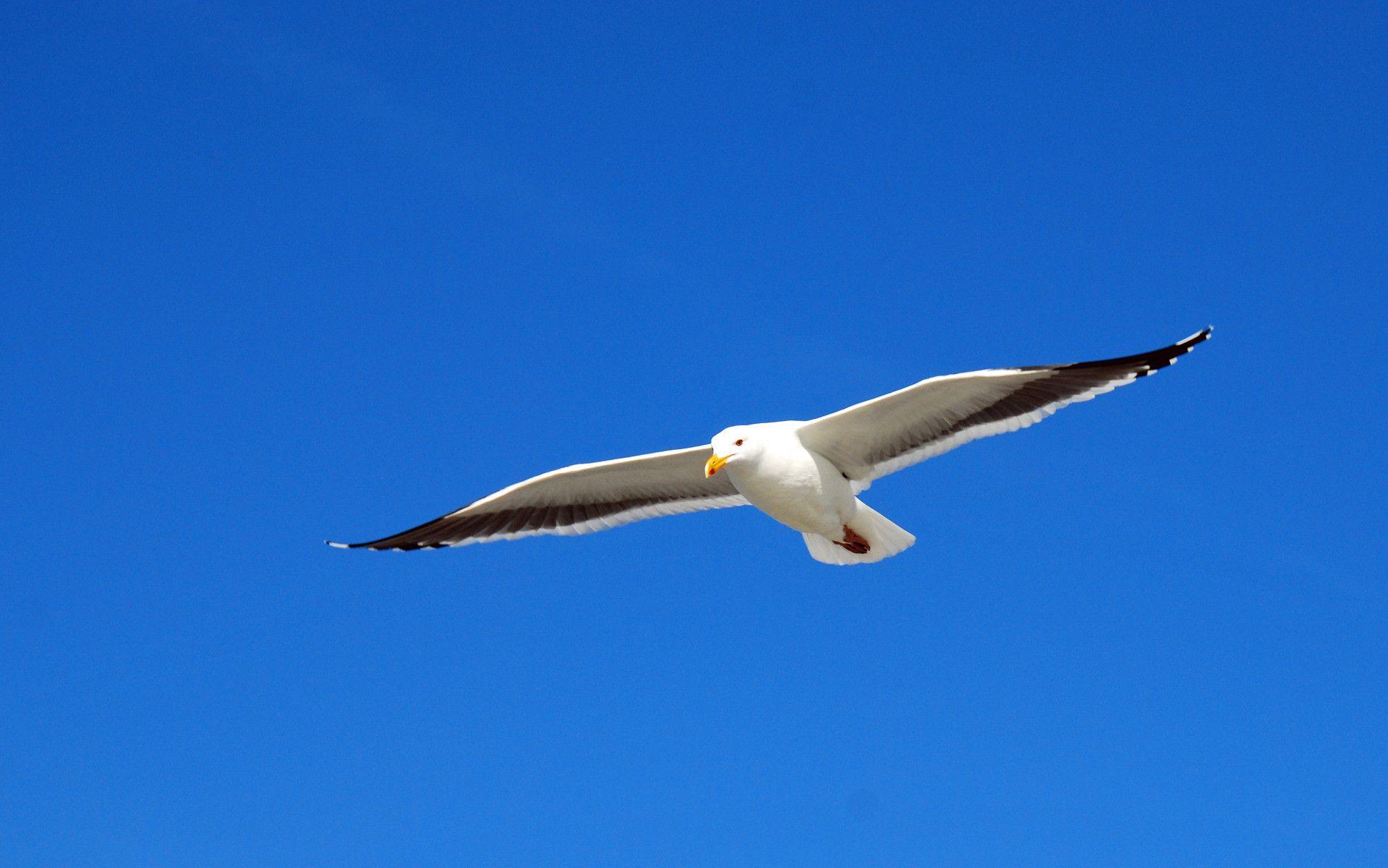 Seagull Flying above Hermosa Beach, California widescreen