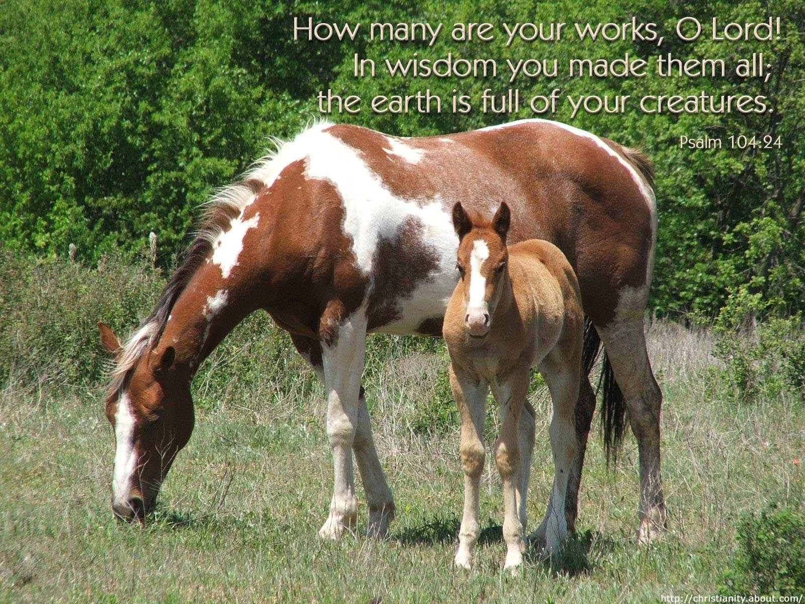 Wild Horse Free Desktop Background # 32 (7098). .com Gallery