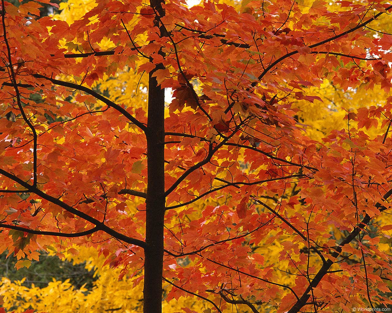 Fall Foliage Desktop Wallpapers : Fall Leaves Autumn Graphy Desktop