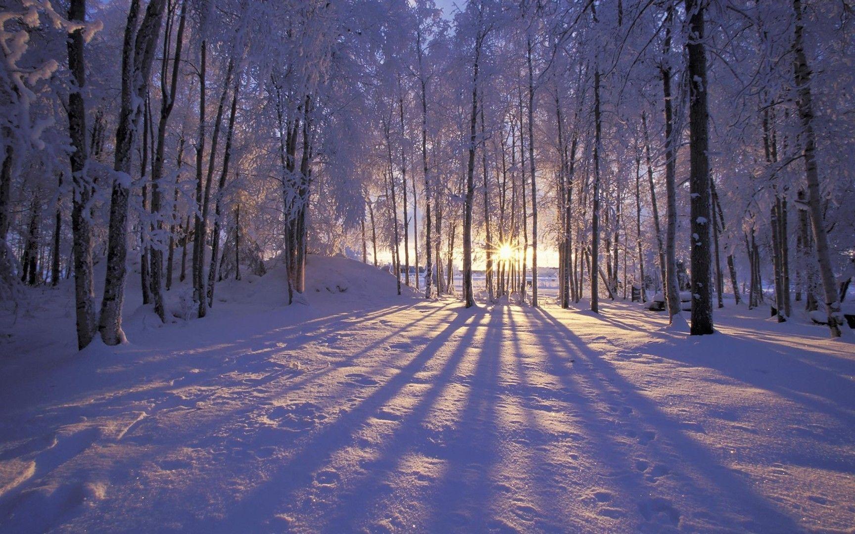 Sunrise on a snowy forest wallpapers