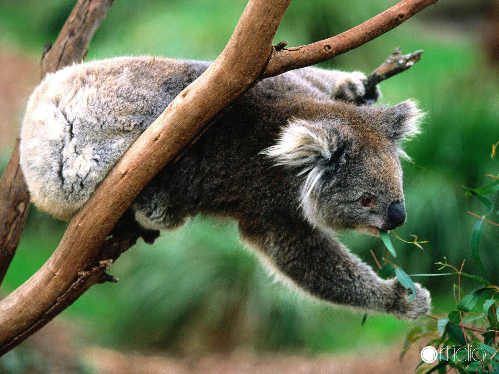 Cute Koala Bear in Tree WallPaper HD. Bears, Koala, Tree, Cute