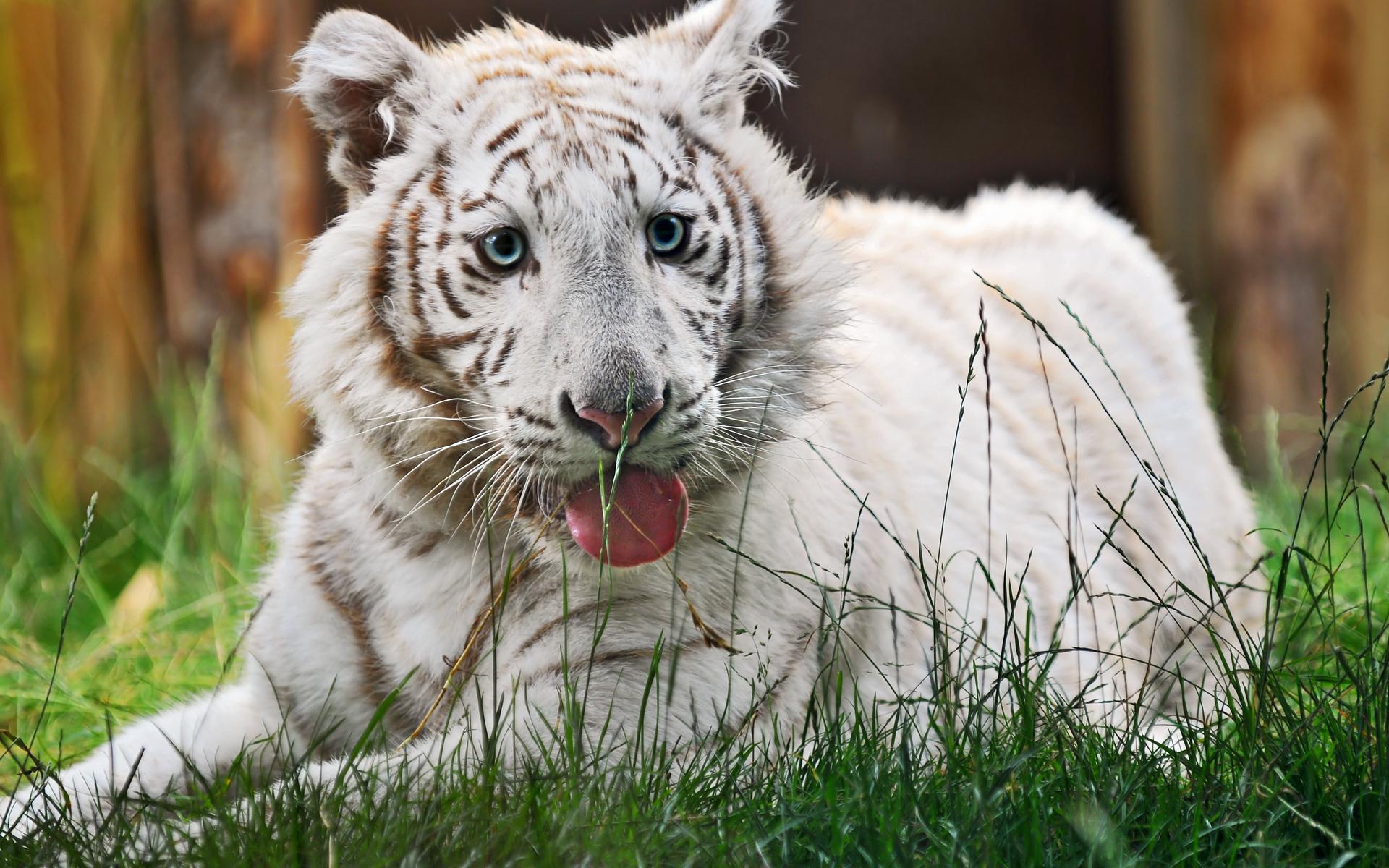 Wallpapers For > White Tiger Cubs Wallpapers