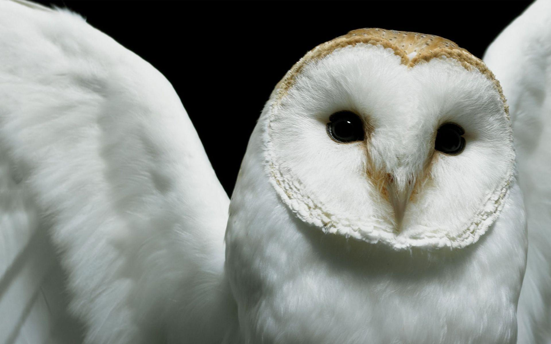 White Owl Widescreen Wallpaper Wallpaper Inn