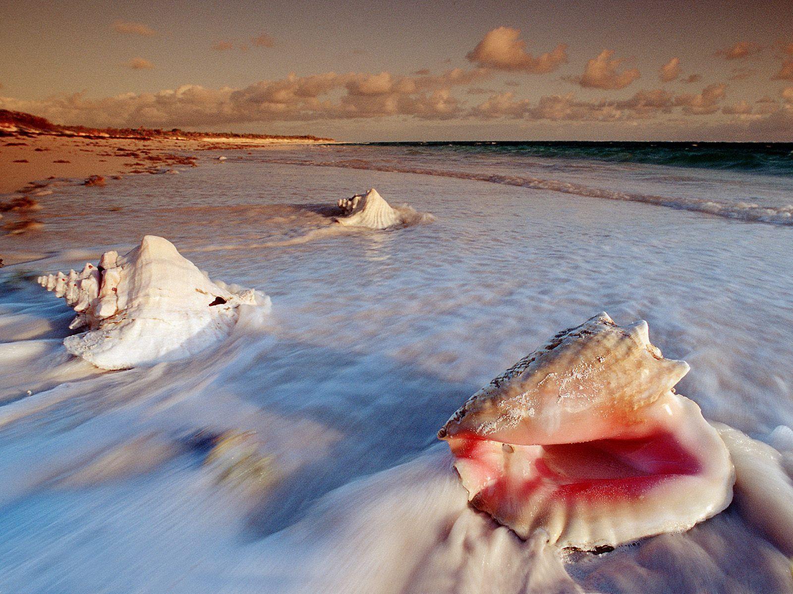 Beautiful Sunset Sea Shells HD Wallpaper