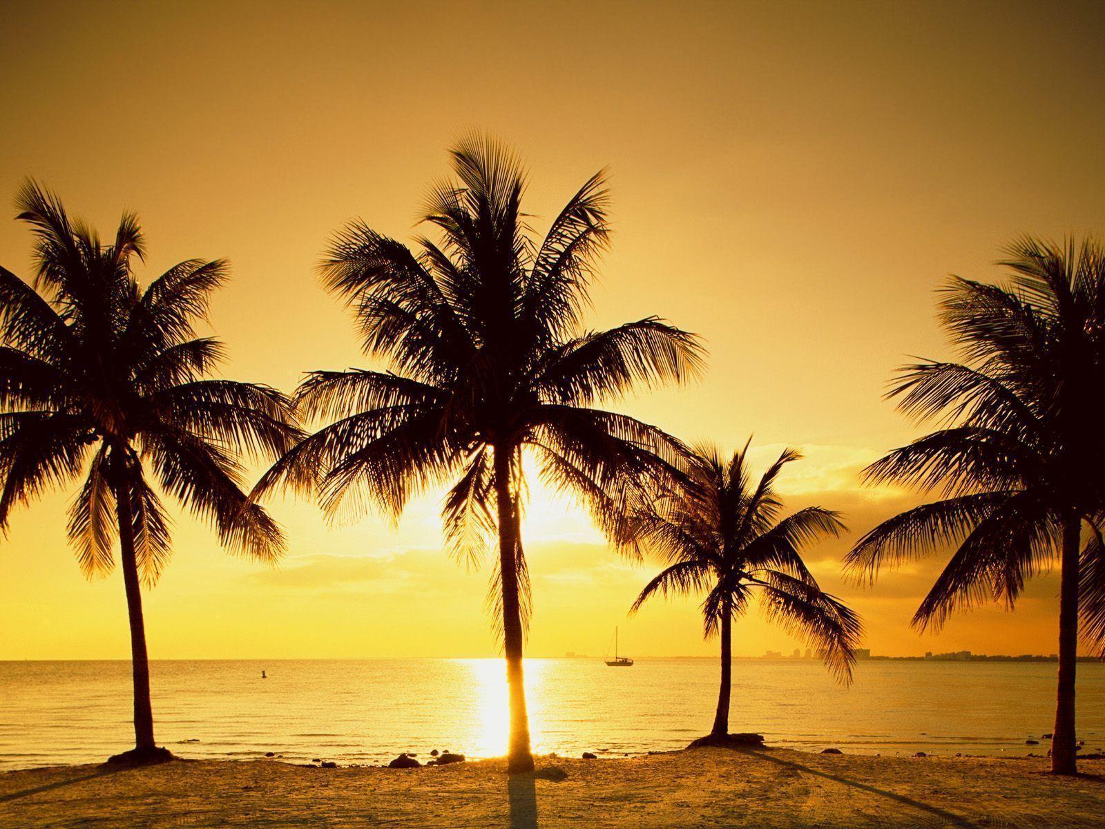 Palm Tree at Beach Sunset Free HD Wallpaper